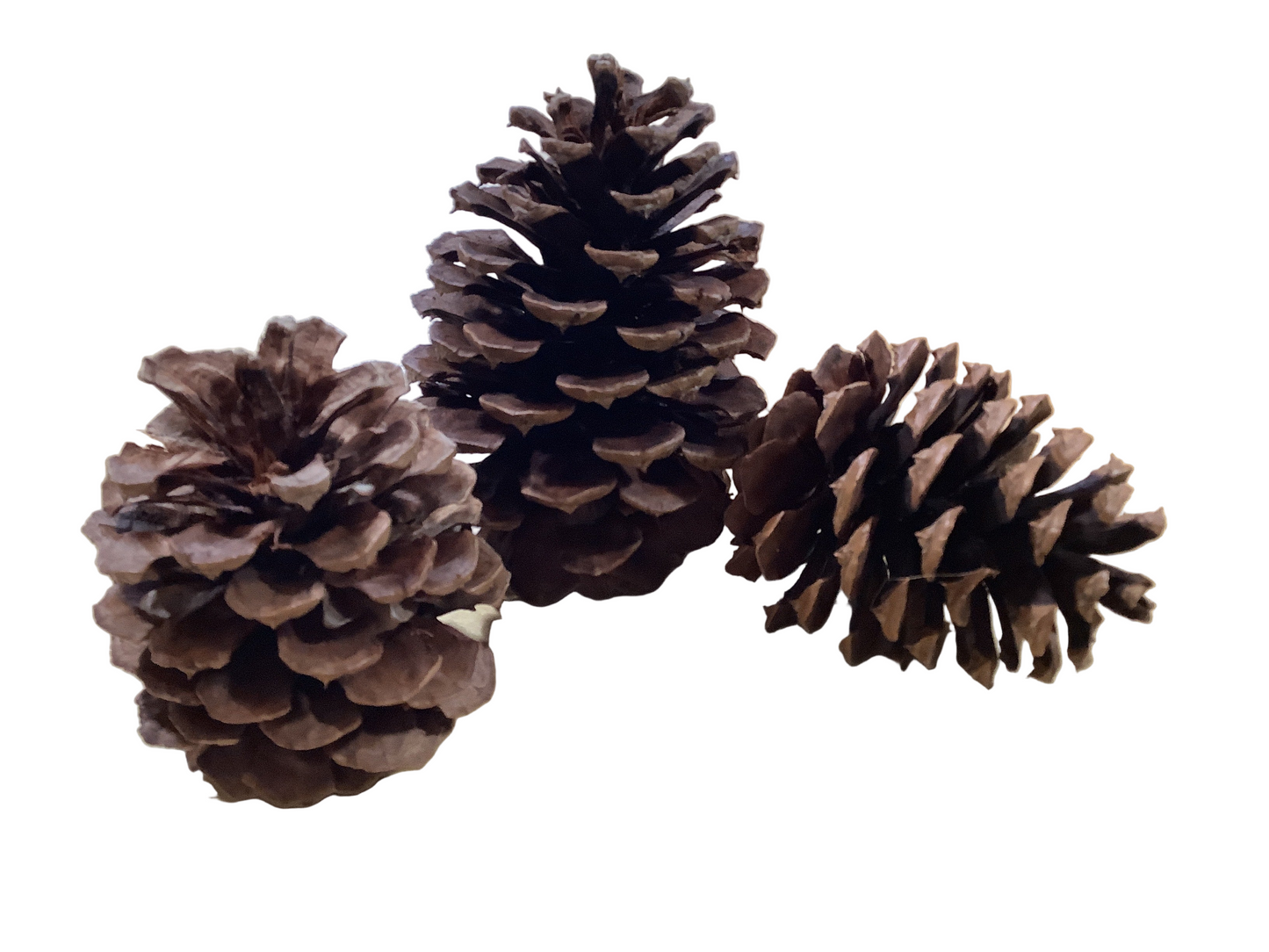 MC64 Assorted Pinecone