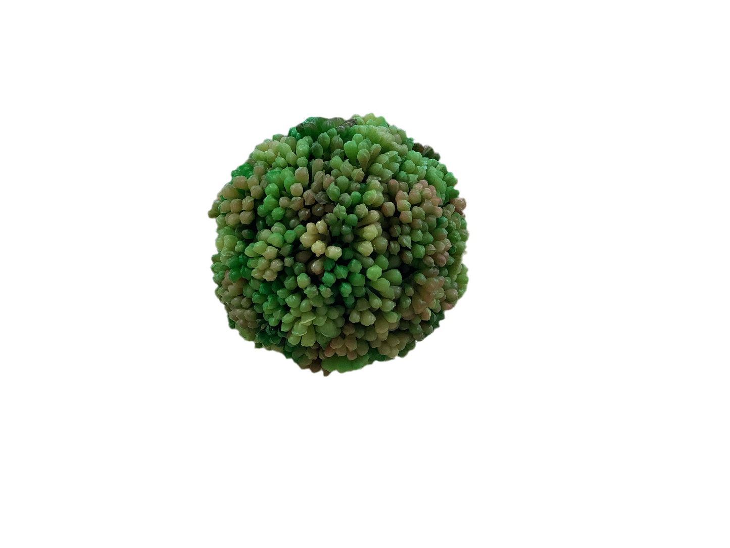 CMC583 Sedum Ball