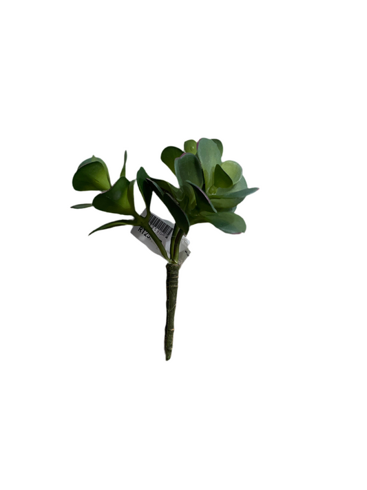 CMC259 Jade Succulent