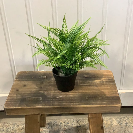 GC934 Fern / Potted