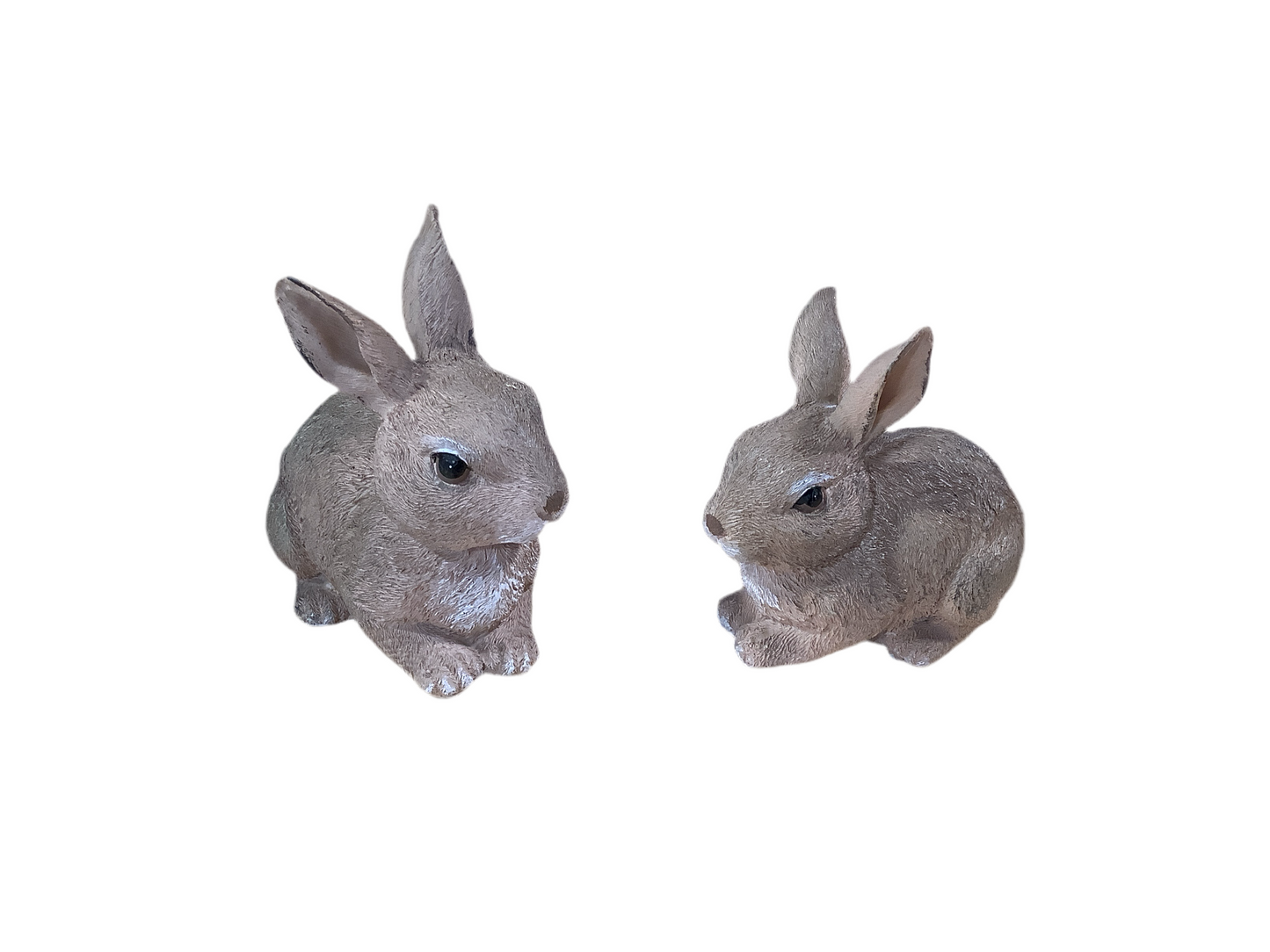 RAZ1119 Bunny