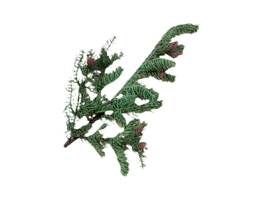CMC509 Spruce Branch w/Cones