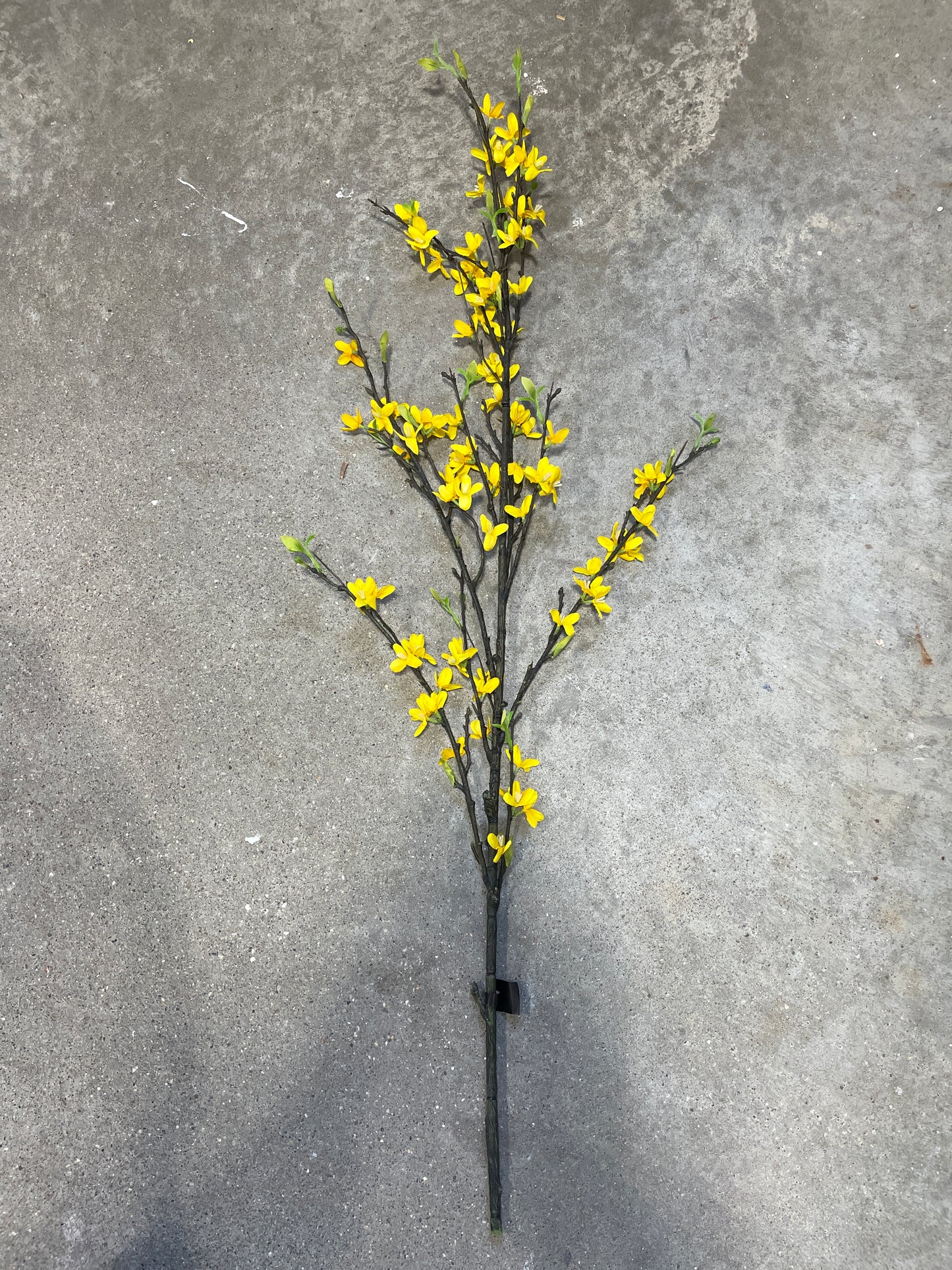 DH182. Forsythia Branch