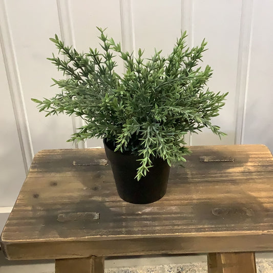 GC07 - Herbs / Potted