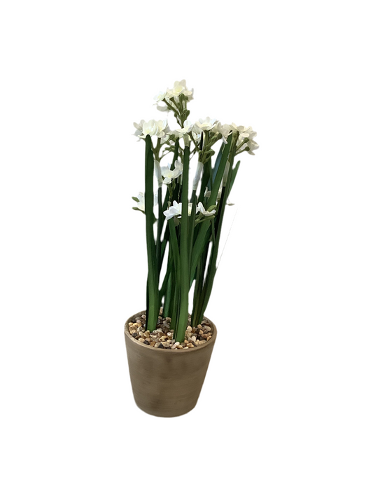 RAZ2135 Potted Paper Whites