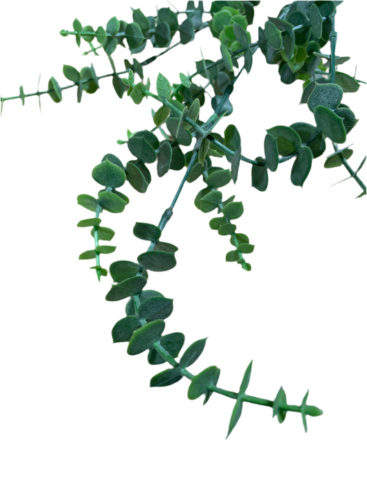 CMC662 Eucalyptus Stem