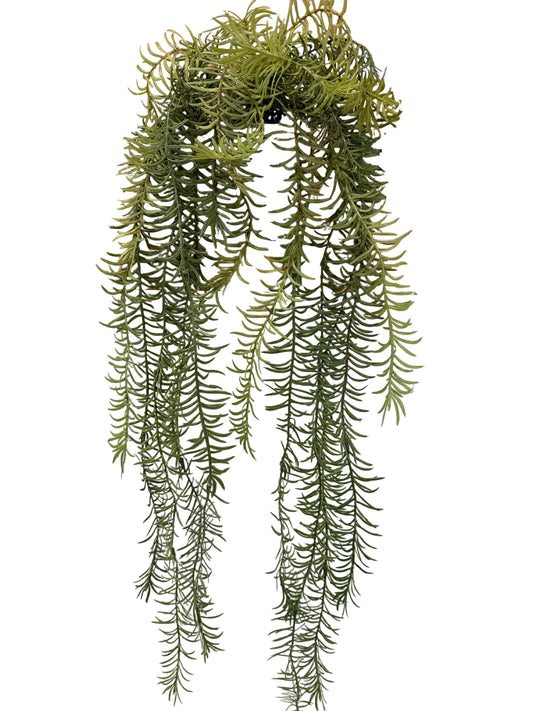 MC75 Rosemary