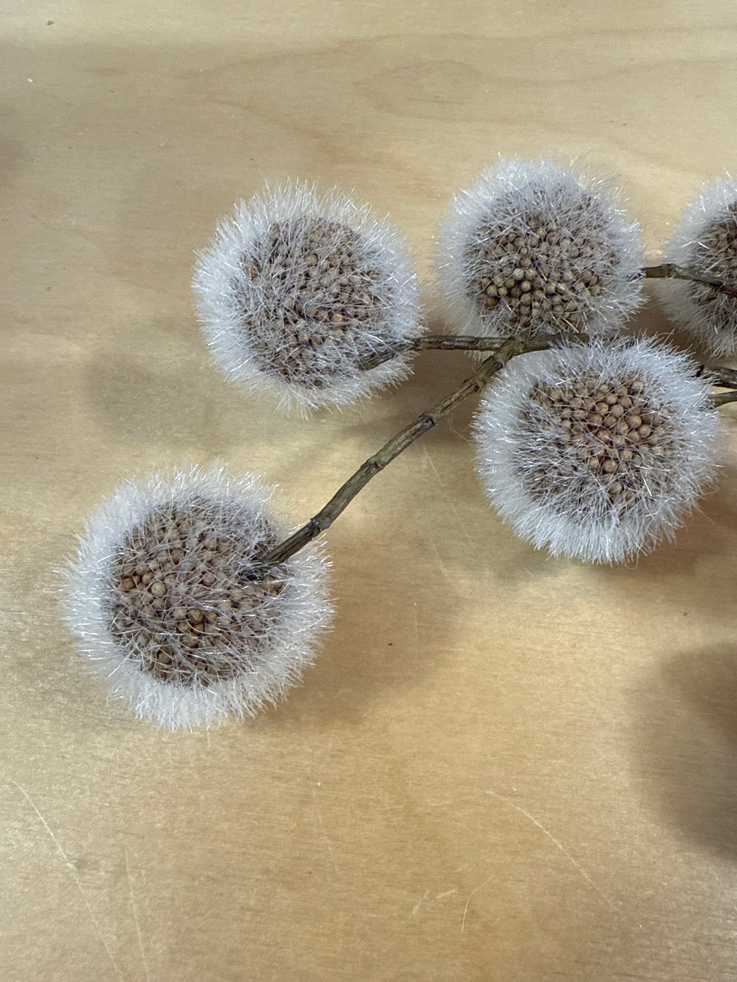 IND9469 Sycamore Pod