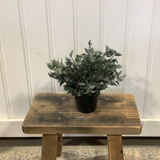 GC07 - Herbs / Potted