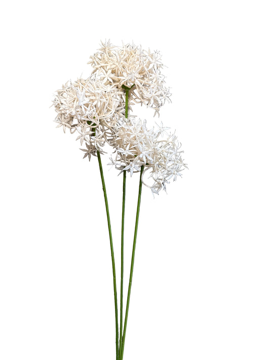 IND9482 Allium / Champagne