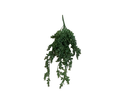 MC74 Hanging Ruscus