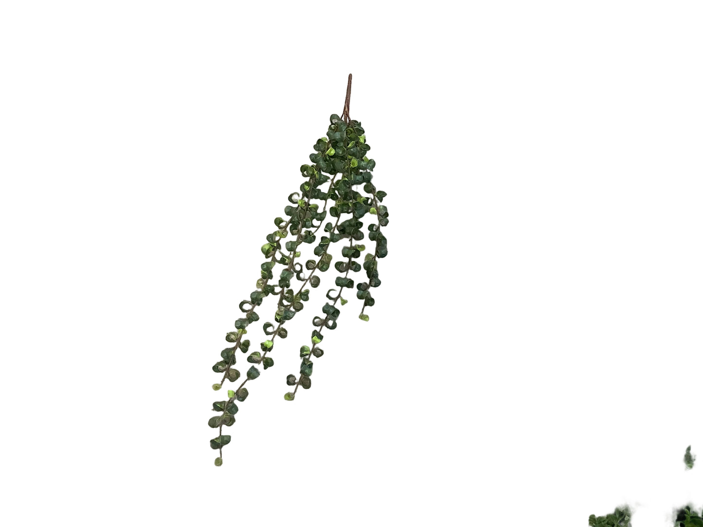 MC76 Hanging Ficus
