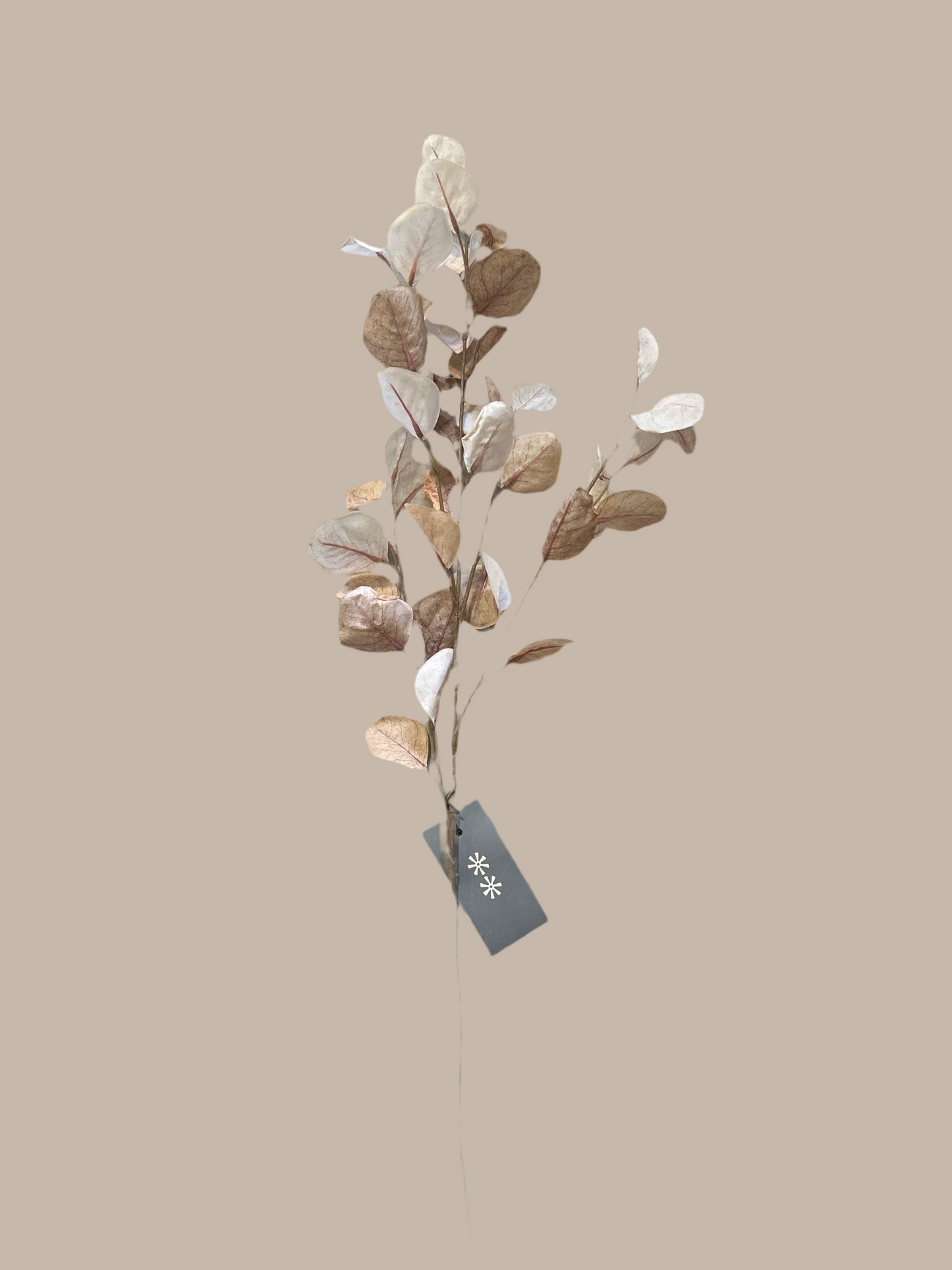 IND1658- Eucalyptus stem