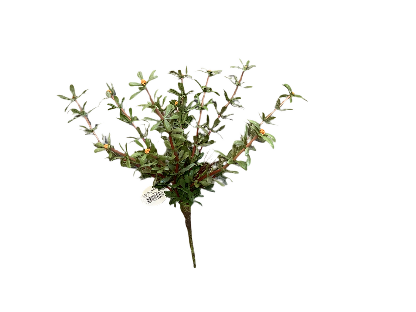 CMC184 Flowering Moss Plant