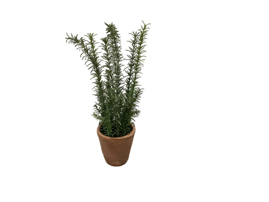 MC71 Potted Rosemary
