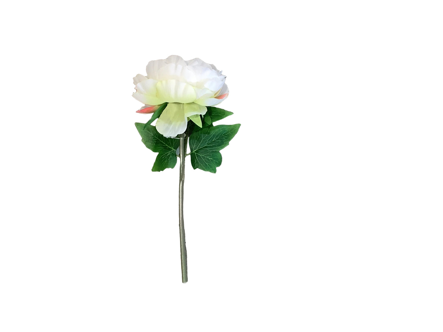CMC187 Peony Stem