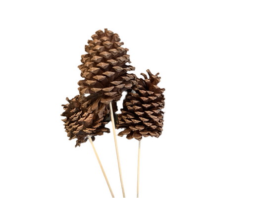 HOF1030 Pine Cones/ Jumbo
