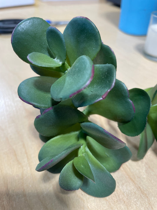 CMC259 Jade Succulent