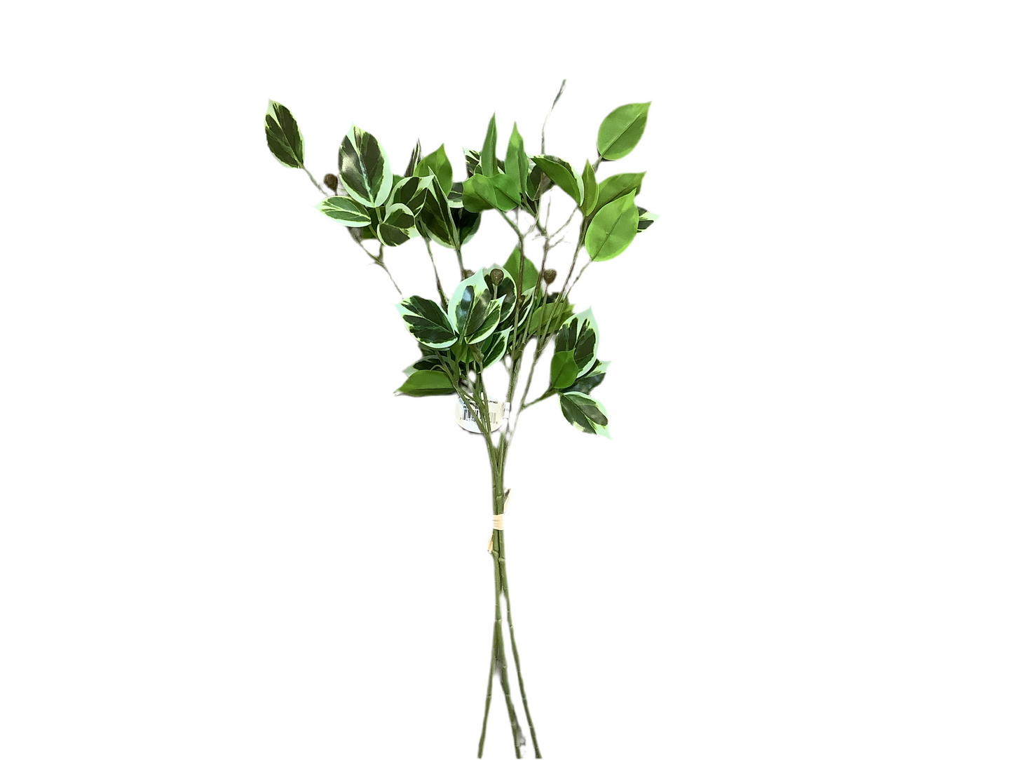 CMC219 Wild Euynomus