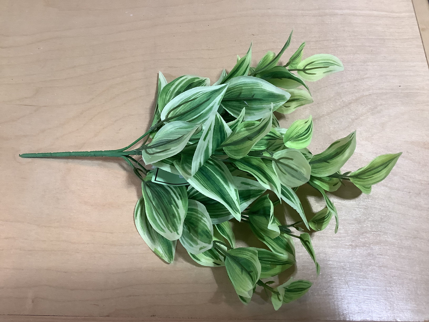 CMC926 Tradescantia Bush