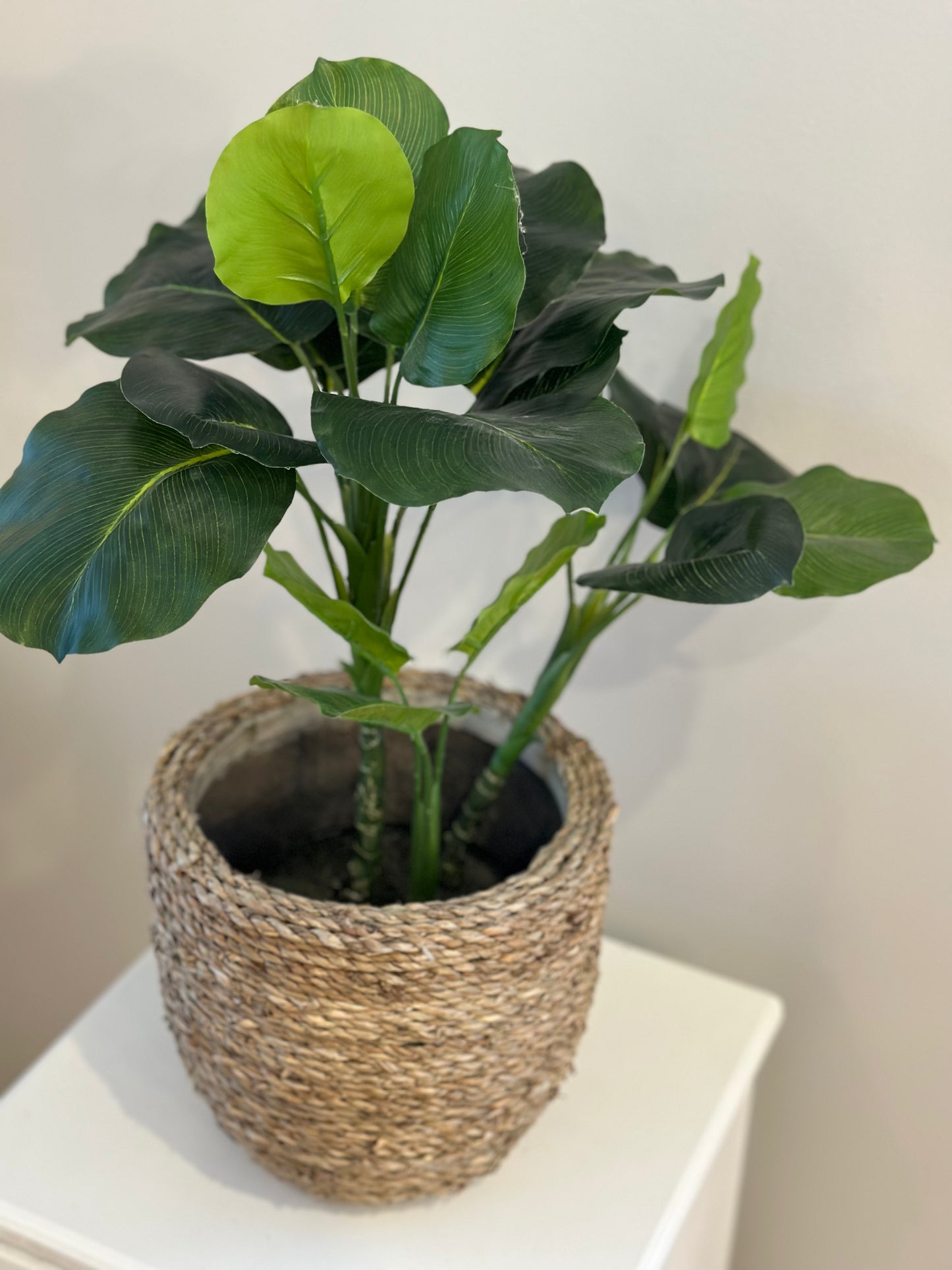 CMC276 Plant / Potted