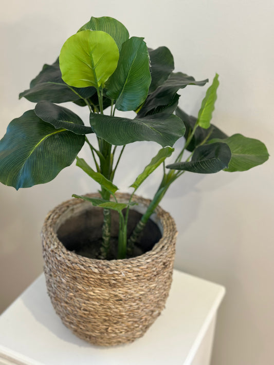 CMC276 Plant / Potted