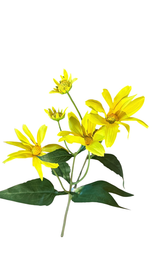 CMC197 mountain daisy / yellow