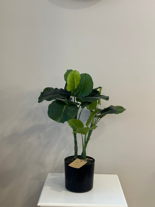 CMC276 Plant / Potted