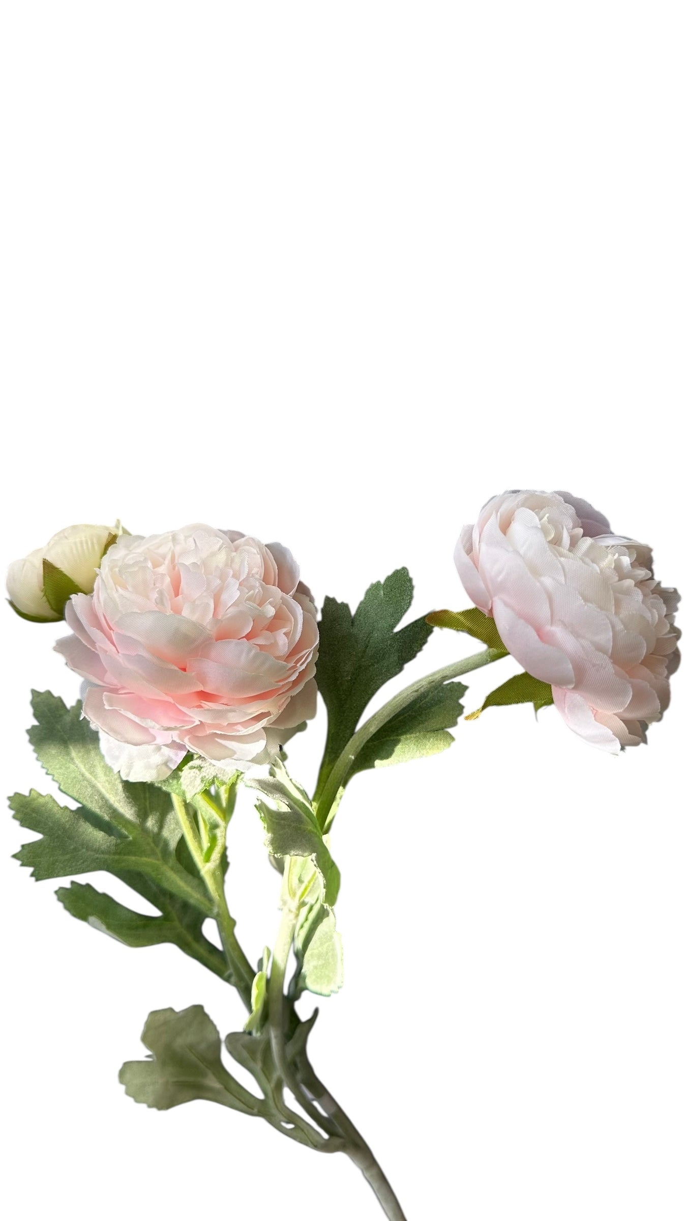 FL8399W-Ranunculus Stem