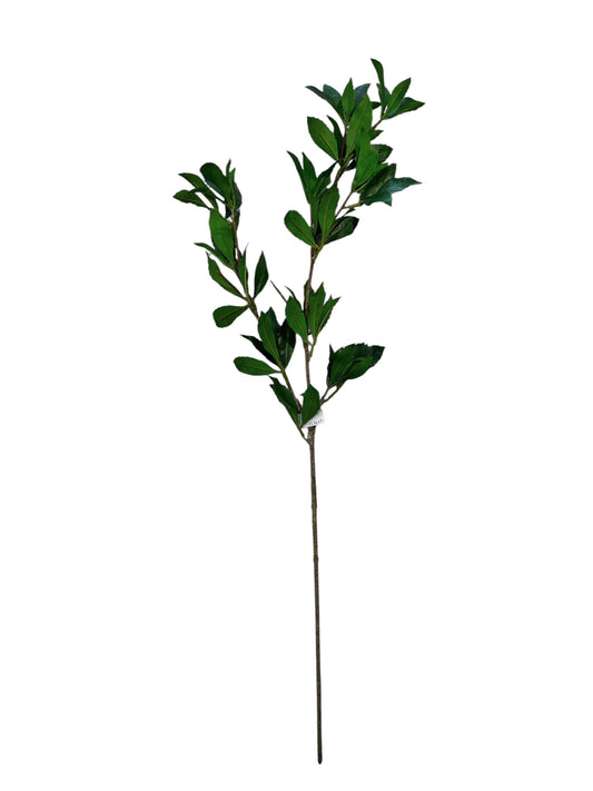 FL8637- Pieris Japonica