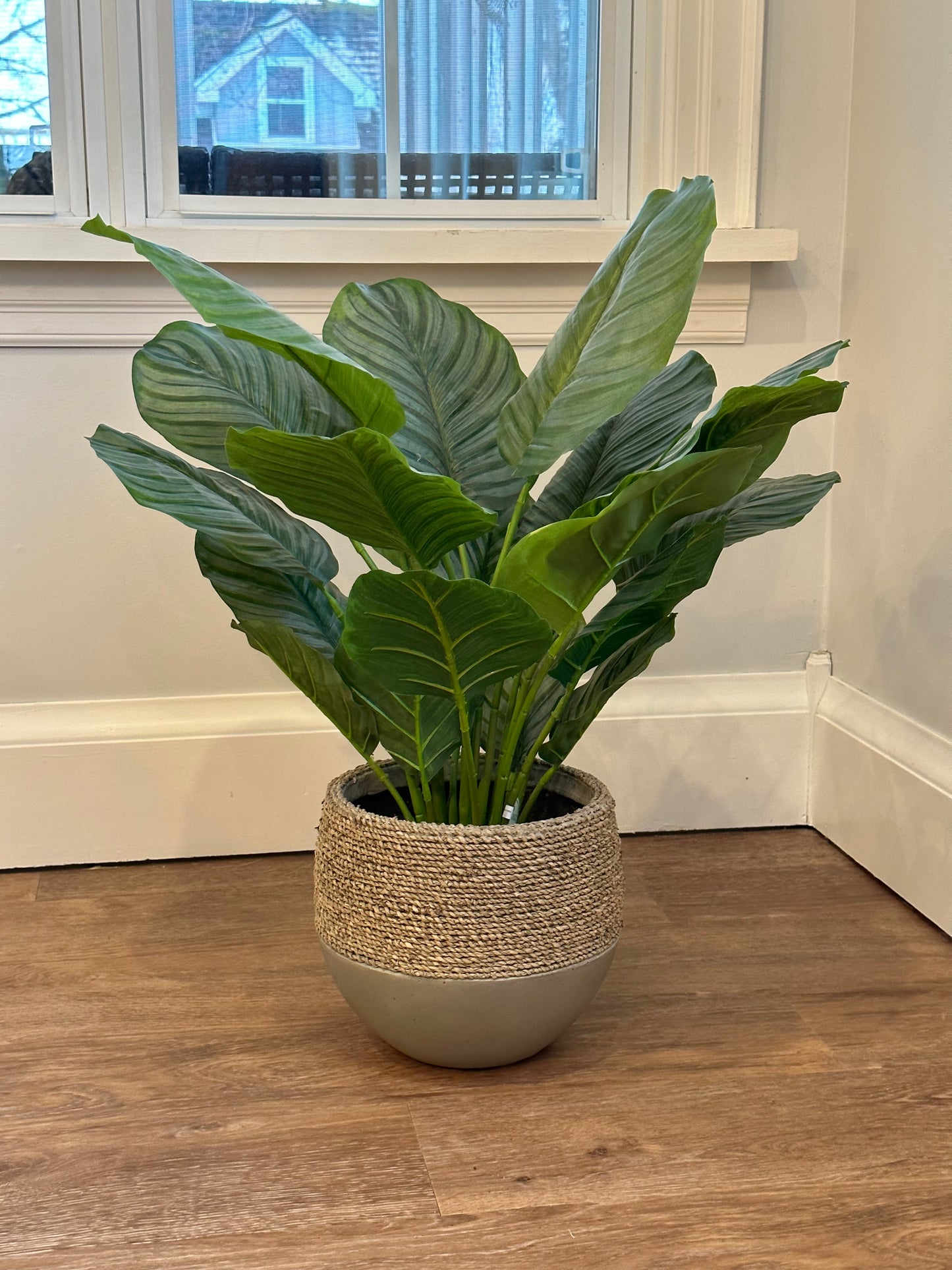 CMC339 Plant / Calathea