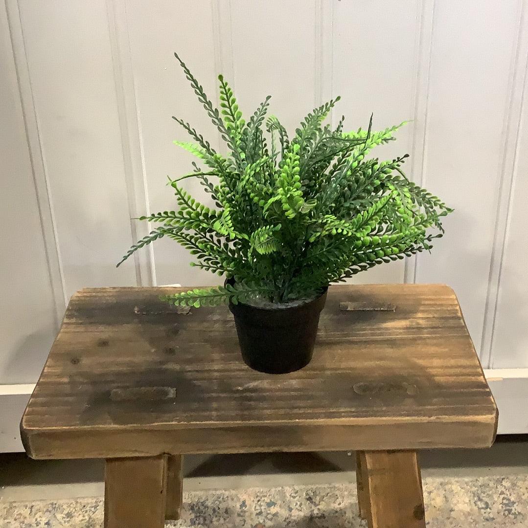 GC934 Fern / Potted