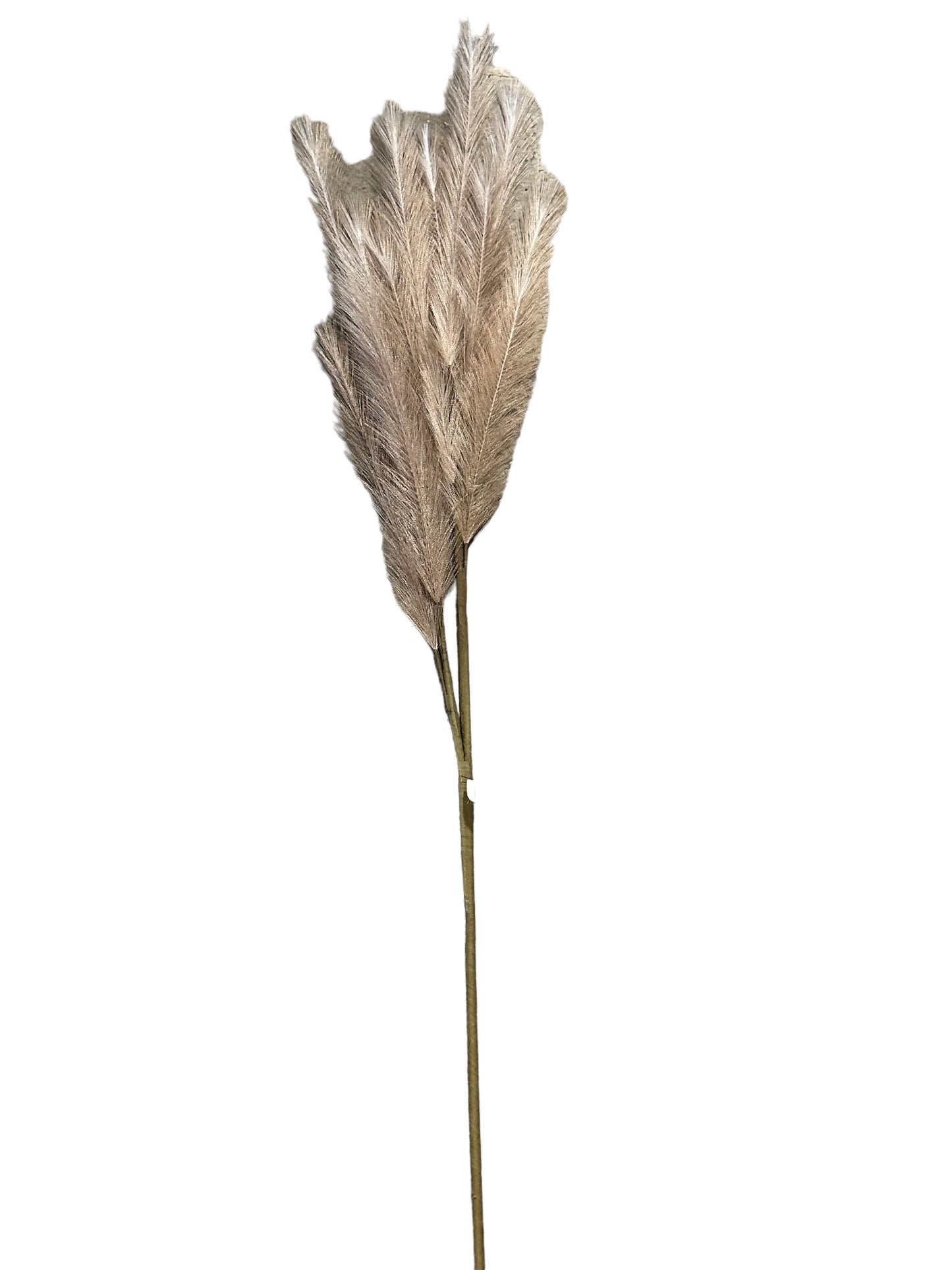 CMC380 Double Plume Pompas Grass Spray