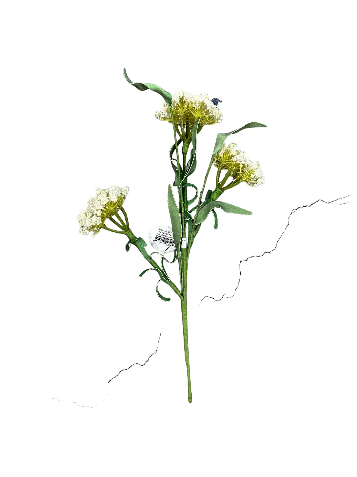 CMC308 Queen Anne’s Bush