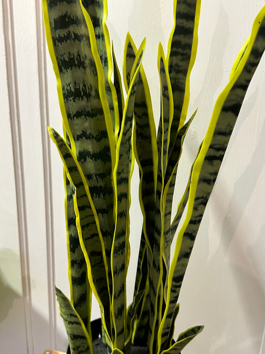 CMC119 Plant / Snake (Sansevaria)