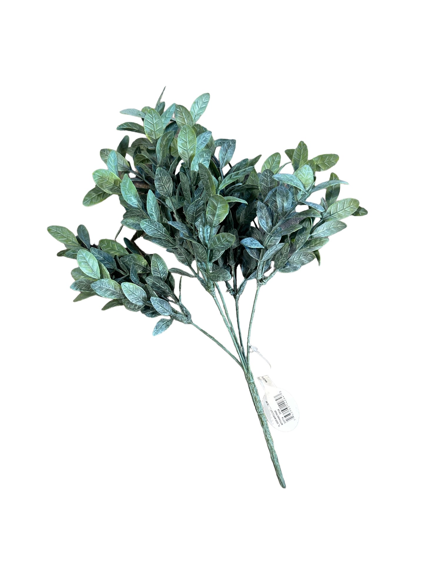 CMC291 - Myrtle Leaf Bush