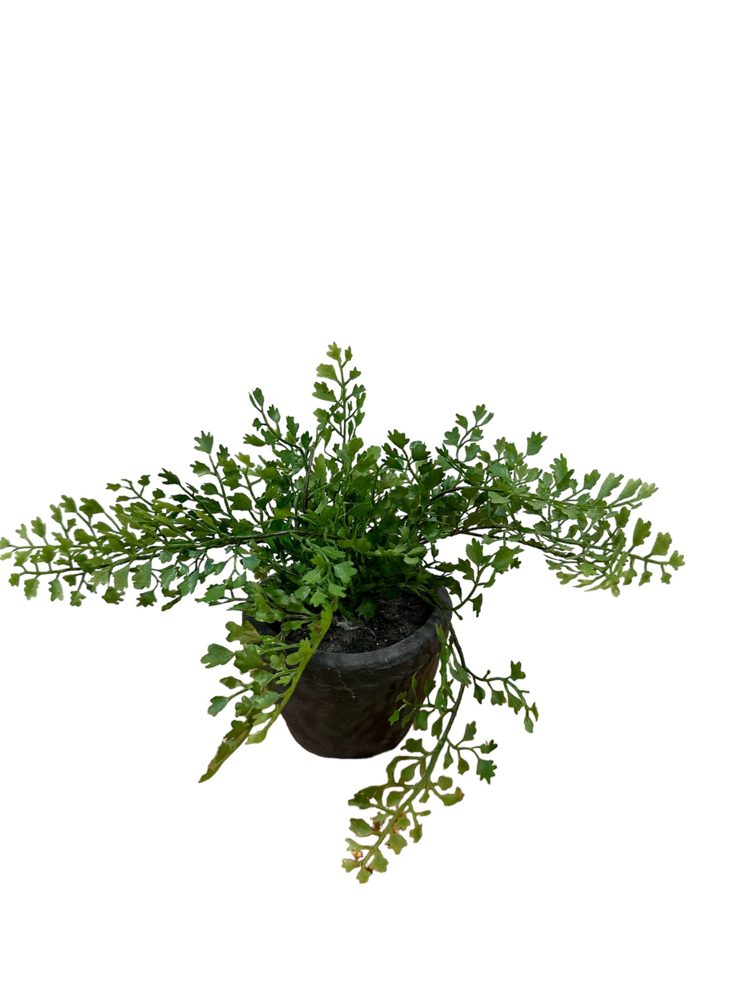 RZ2147A/B/C Greenery / Ferns