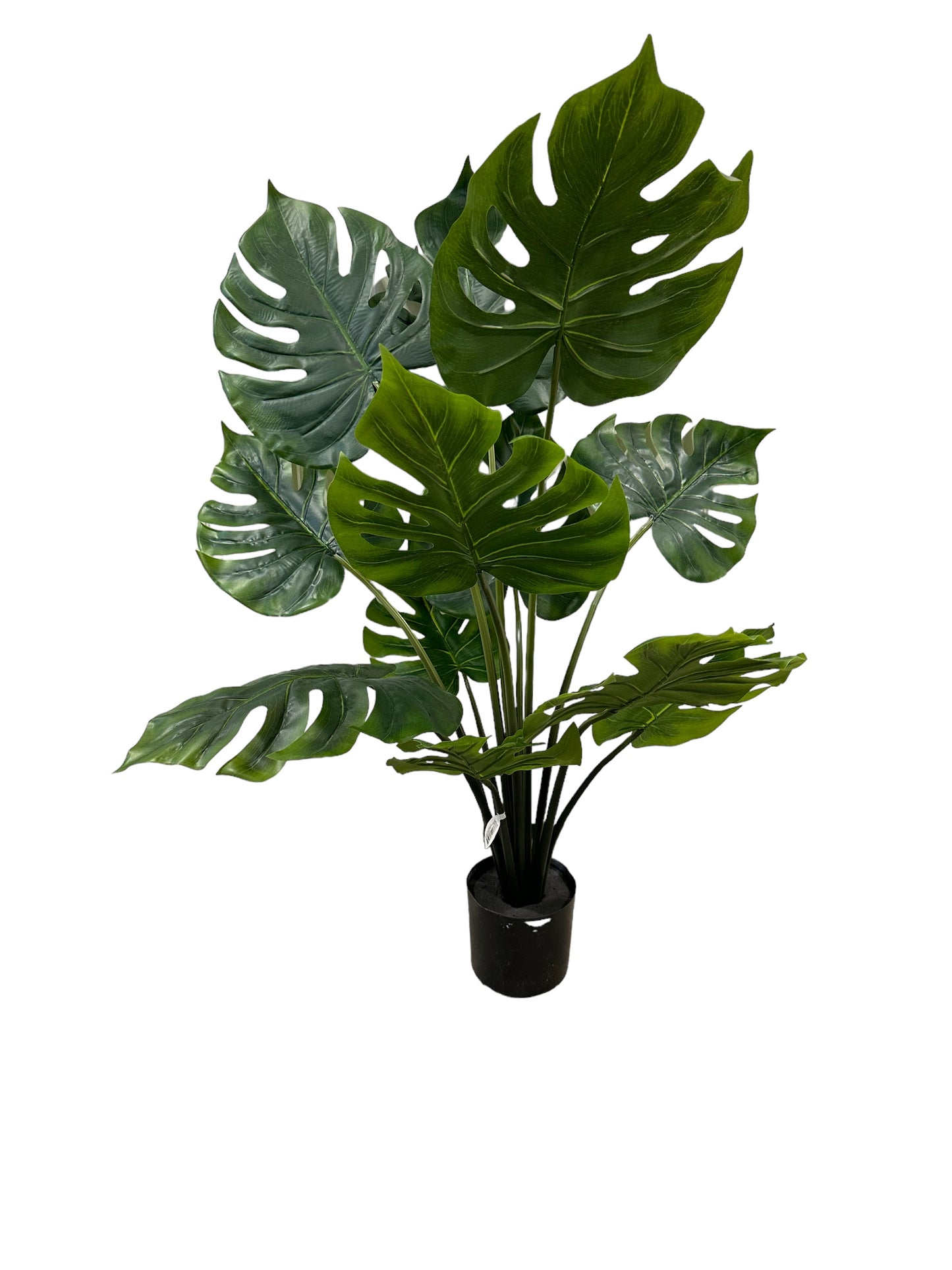 CMC171GR Split Philo Plant