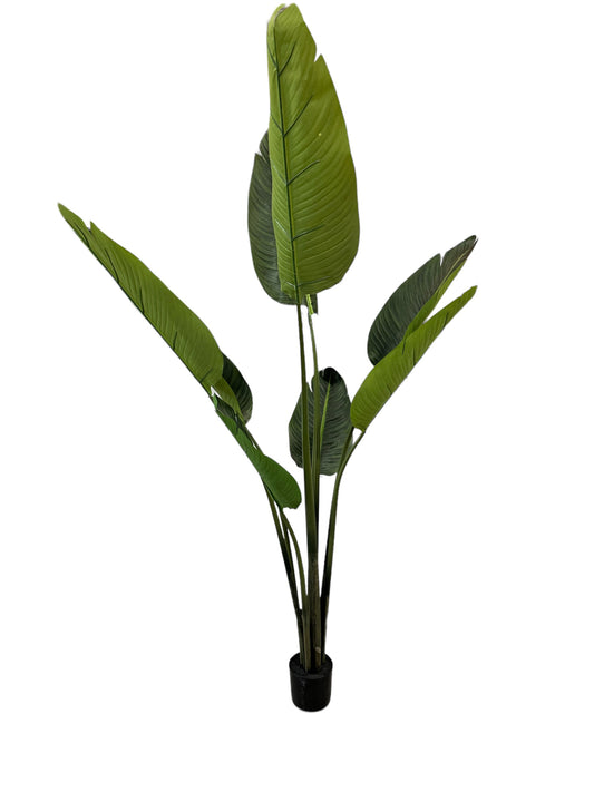 CMC170 Tree / Travellers Palm Tree pick-up only