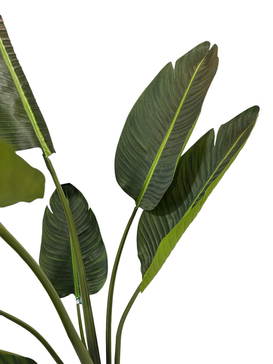 CMC170 Tree / Travellers Palm Tree pick-up only