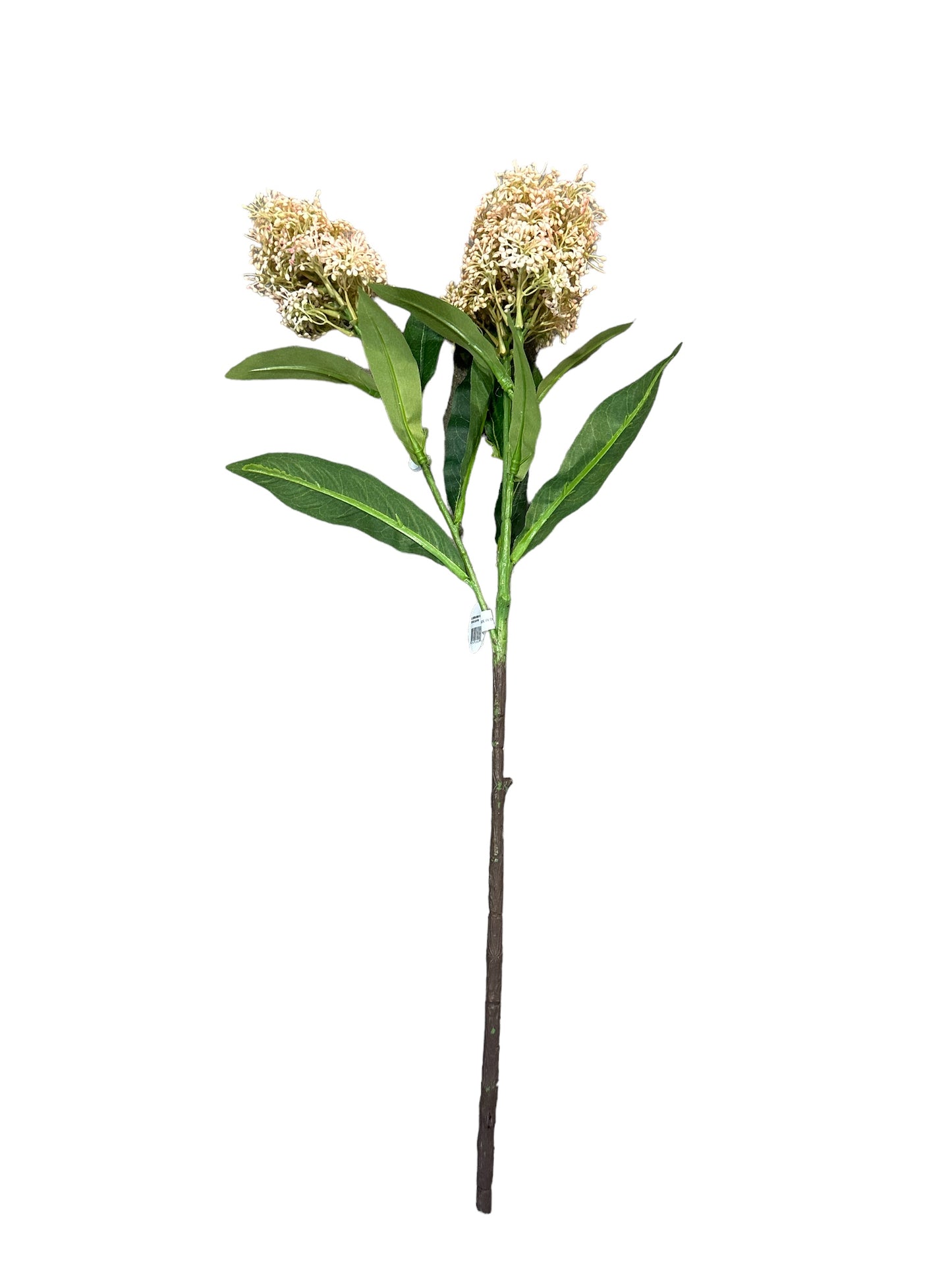 CMC319 Skimmia Spray / Flowering