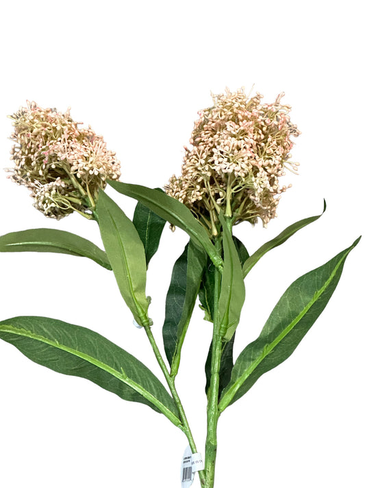 CMC319 Skimmia Spray / Flowering