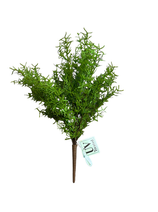 CMC894 Fern Bush/Springeri