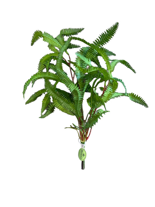 CMC818 Feathered Fern Plant