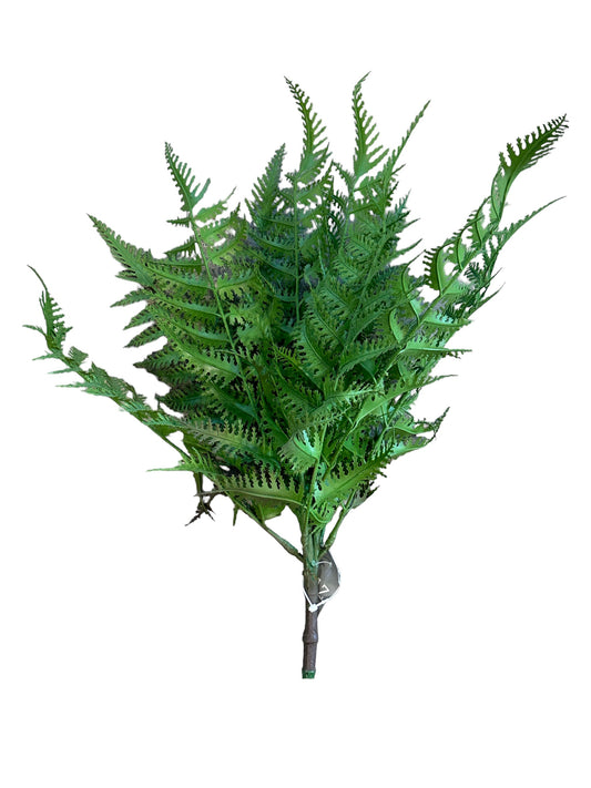DH05 Fern