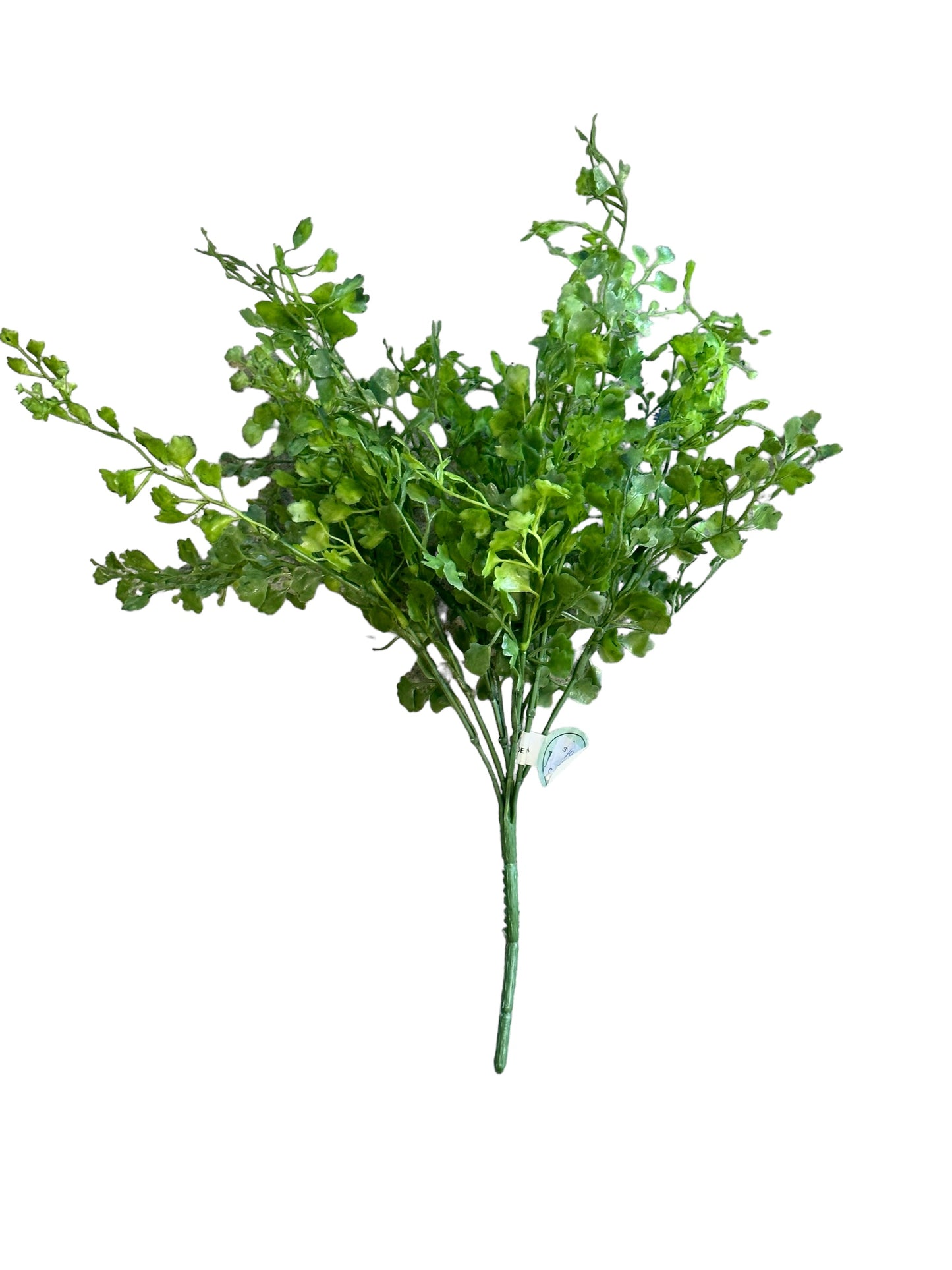 CMC991 - Maiden Hair bush