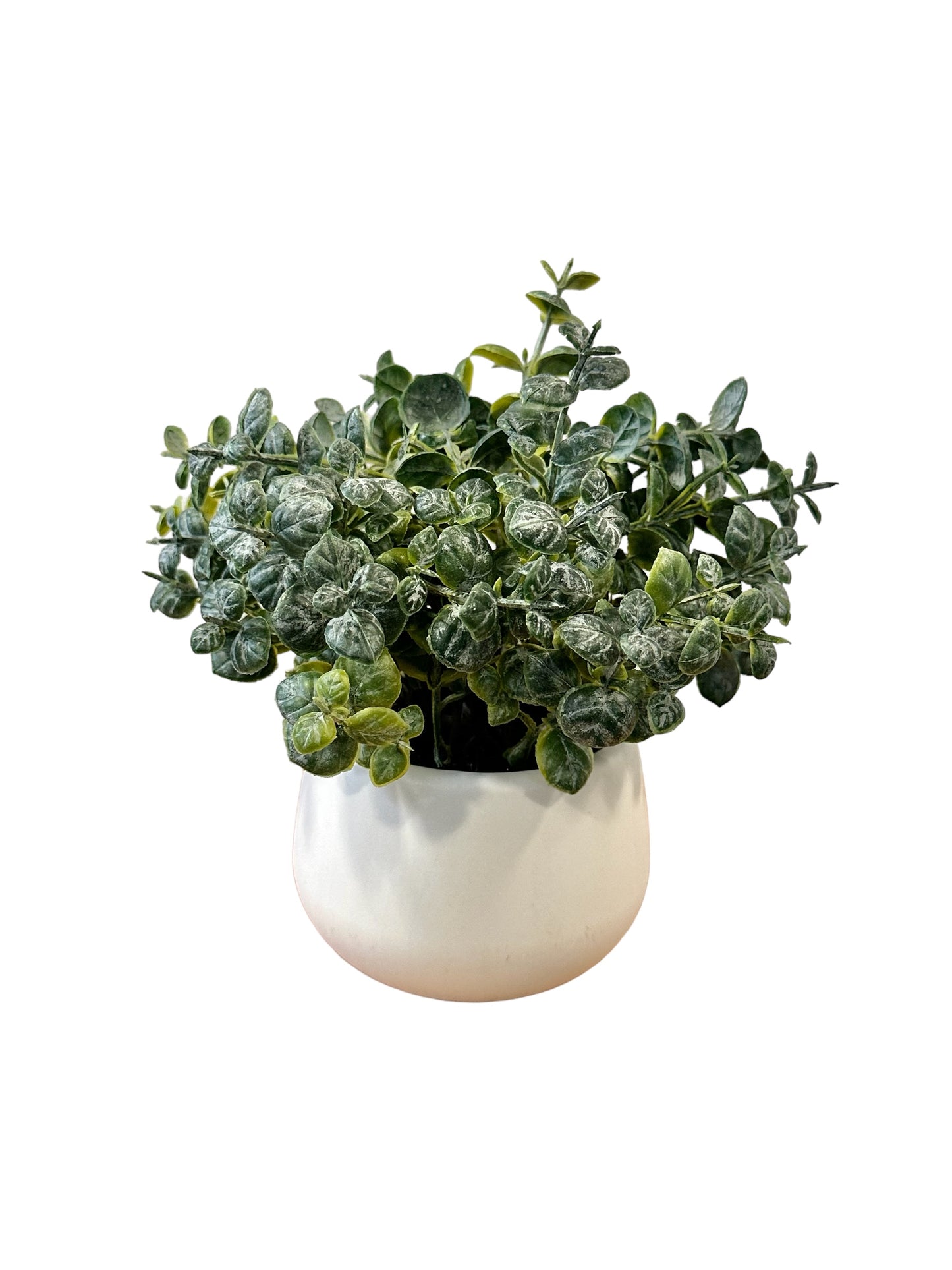 NOS0536 Potted Baby Tears