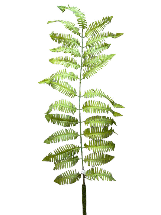 CMC891GR Fern