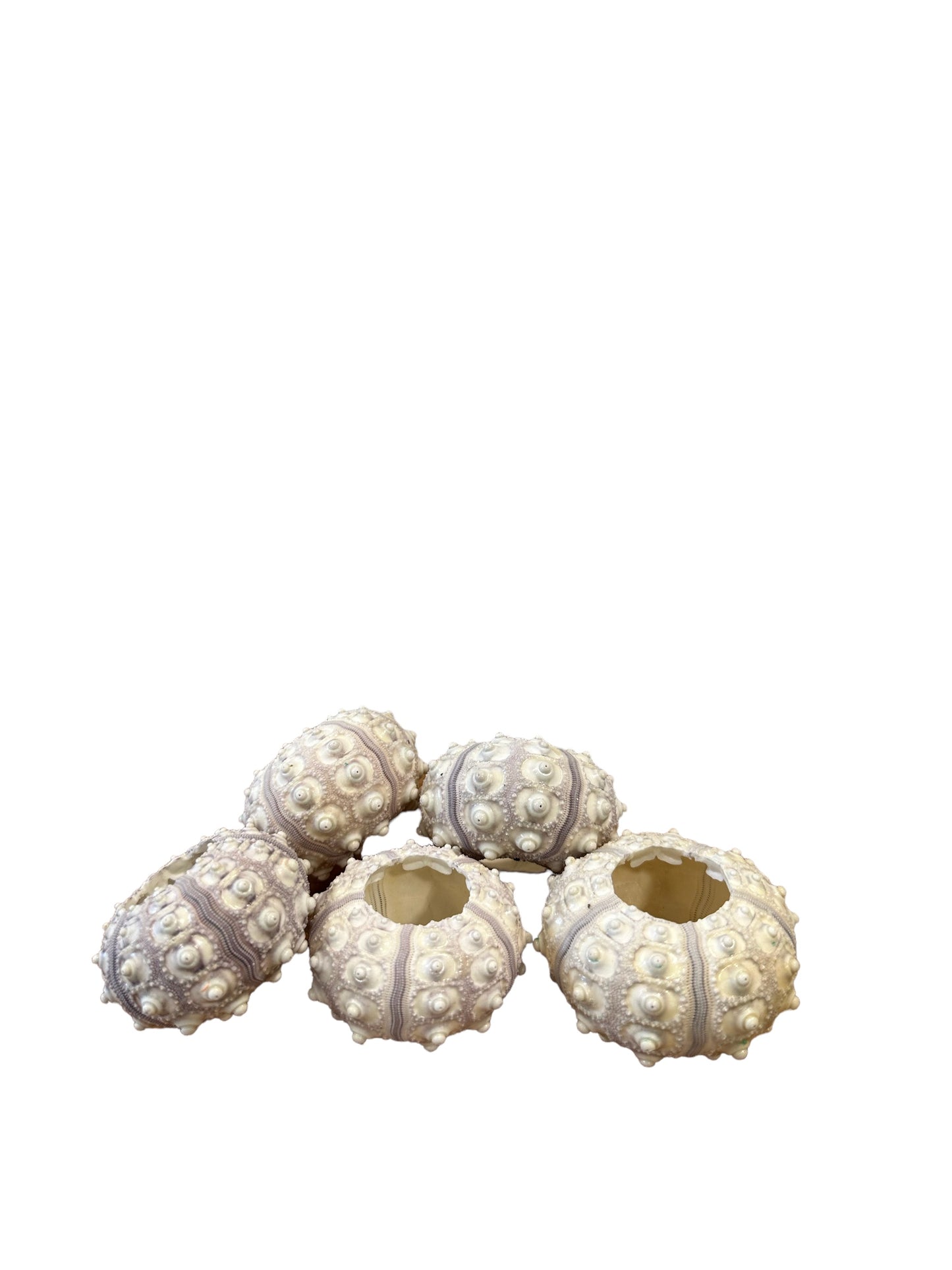 AB8362 Sea Urchin