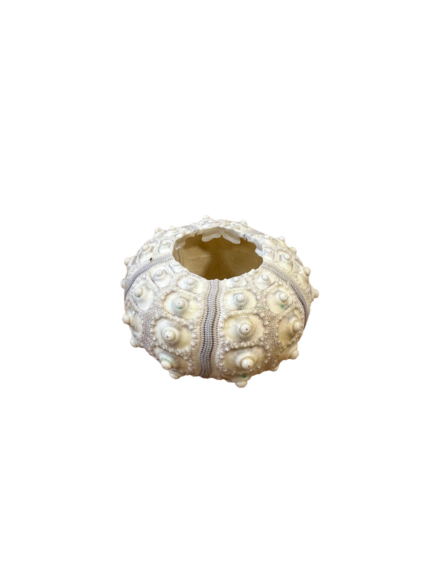 AB8362 Sea Urchin